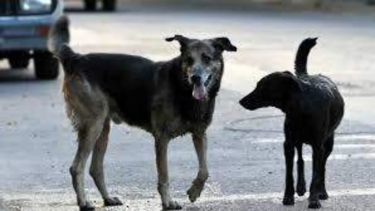 perros callejeros